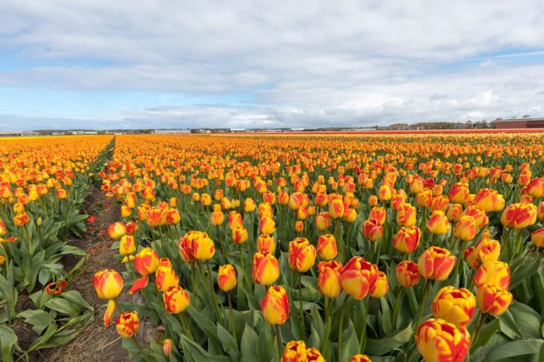Die 7 Schönsten Tulpenfelder In Den Niederlanden