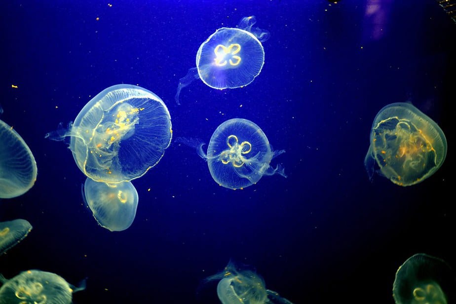 Aquarium Pula Pula Sehenswürdigkeiten: Die 20 besten Attraktionen – 2020
