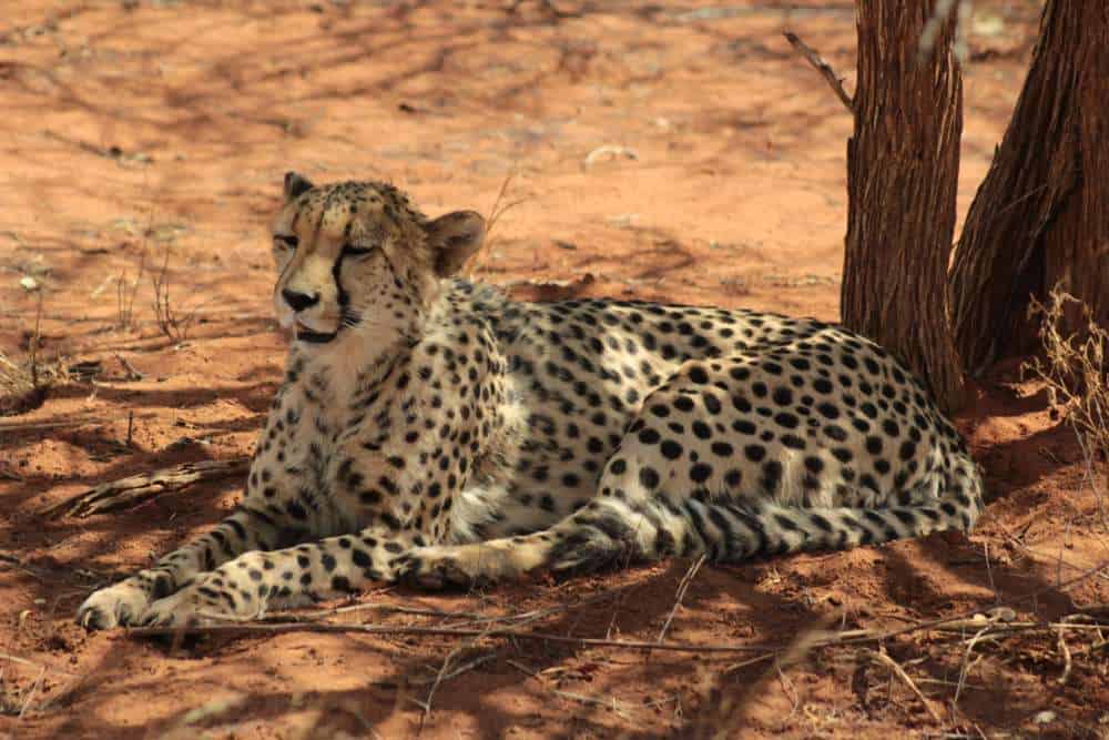Cheetah Conservation Fund Namibia Sehenswürdigkeiten: Die 19 besten Attraktionen