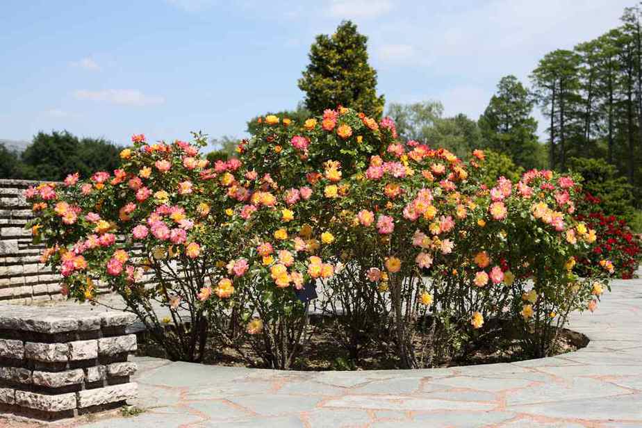 Jardin du Rosa Mir – Rosa-Mir-Garten Die schönsten Parks in Lyon, die Sie besuchen sollten