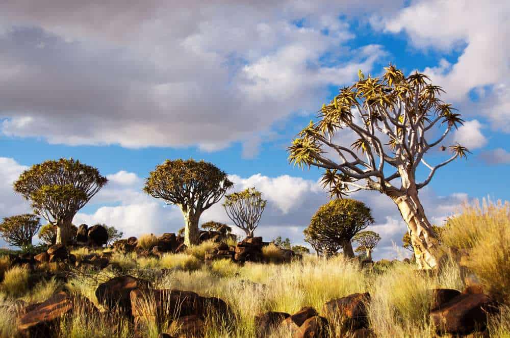 Köcherbaumwald Namibia Sehenswürdigkeiten: Die 19 besten Attraktionen