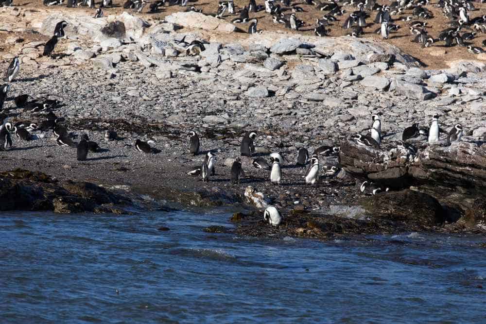 Penguin Islands - Pinguin-Inseln Namibia Sehenswürdigkeiten: Die 19 besten Attraktionen