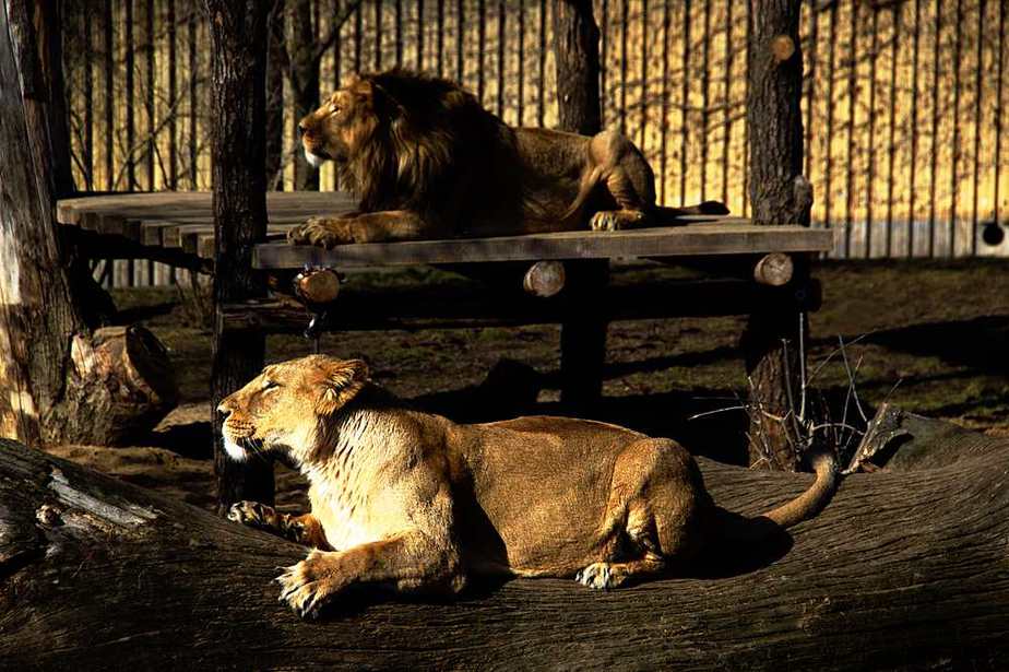 Zoo de Lyon - Tierpark Lyon Die schönsten Parks in Lyon, die Sie besuchen sollten