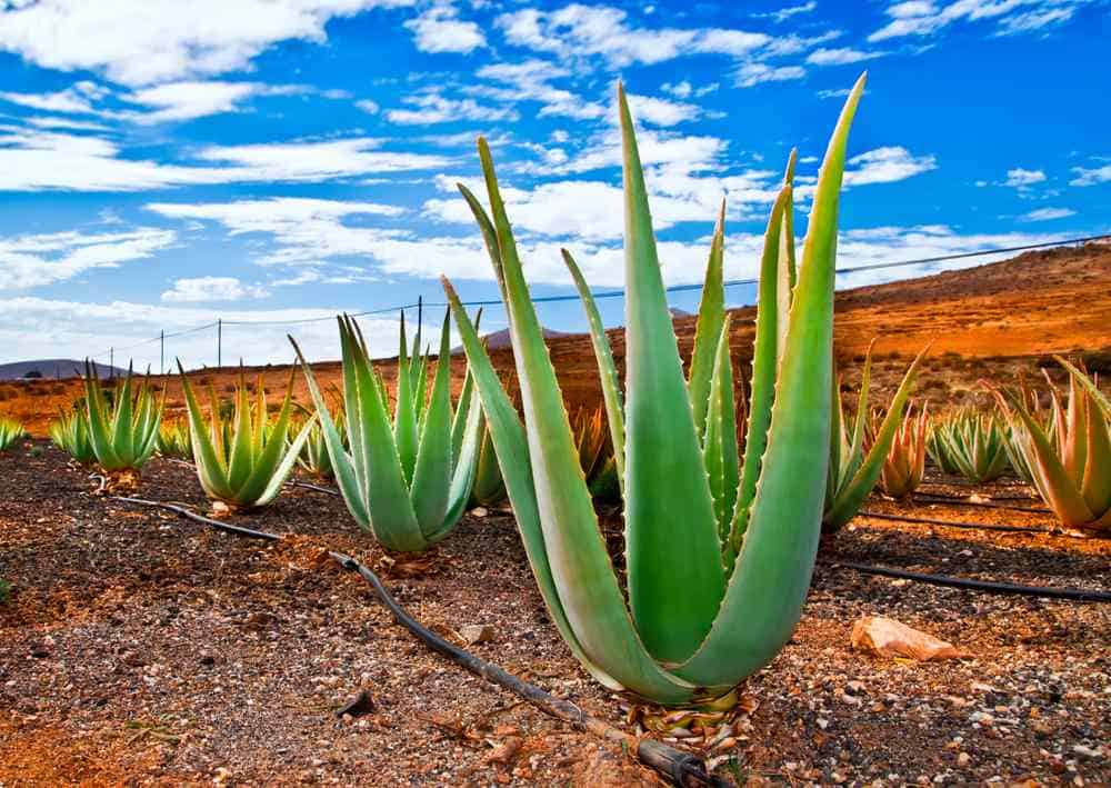 Finca Canarias Aloe Vera Fuerteventura Sehenswürdigkeiten: Die 20 besten Attraktionen