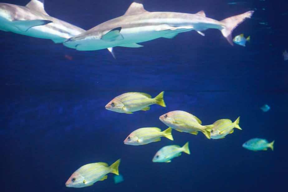 Vancouver Aquarium Vancouver Sehenswürdigkeiten - Die 20 besten Attraktionen