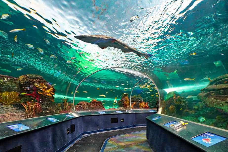 Ripley's Aquarium of Canada Toronto Sehenswürdigkeiten: Die 21 besten Attraktionen