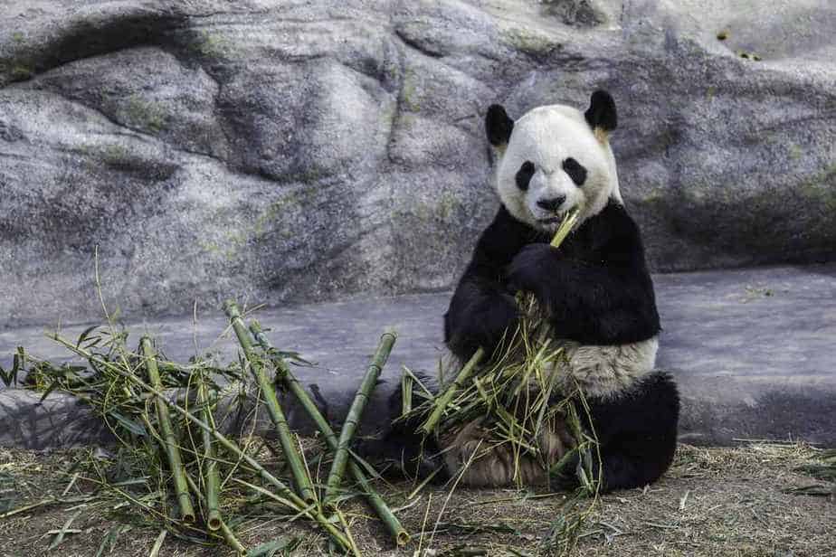 Toronto Zoo Toronto Sehenswürdigkeiten: Die 21 besten Attraktionen