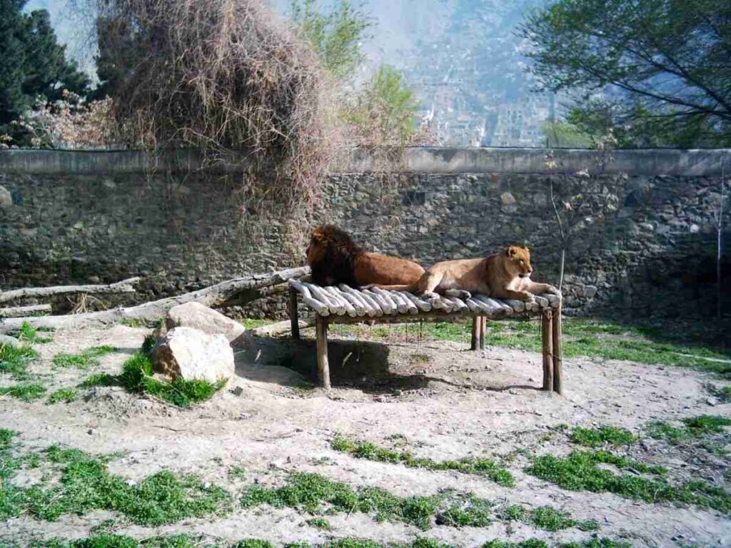 Kabul Zoo Kabul Sehenswürdigkeiten: Die 10 besten Attraktionen