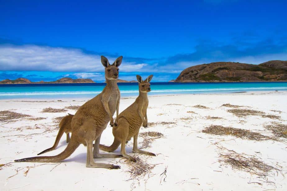 Kangaroo Island Australien Sehenswürdigkeiten: Die 20 besten Attraktionen