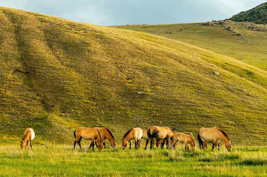 Nationalpark Hustai Mongolei Sehenswürdigkeiten: Die 15 besten Attraktionen