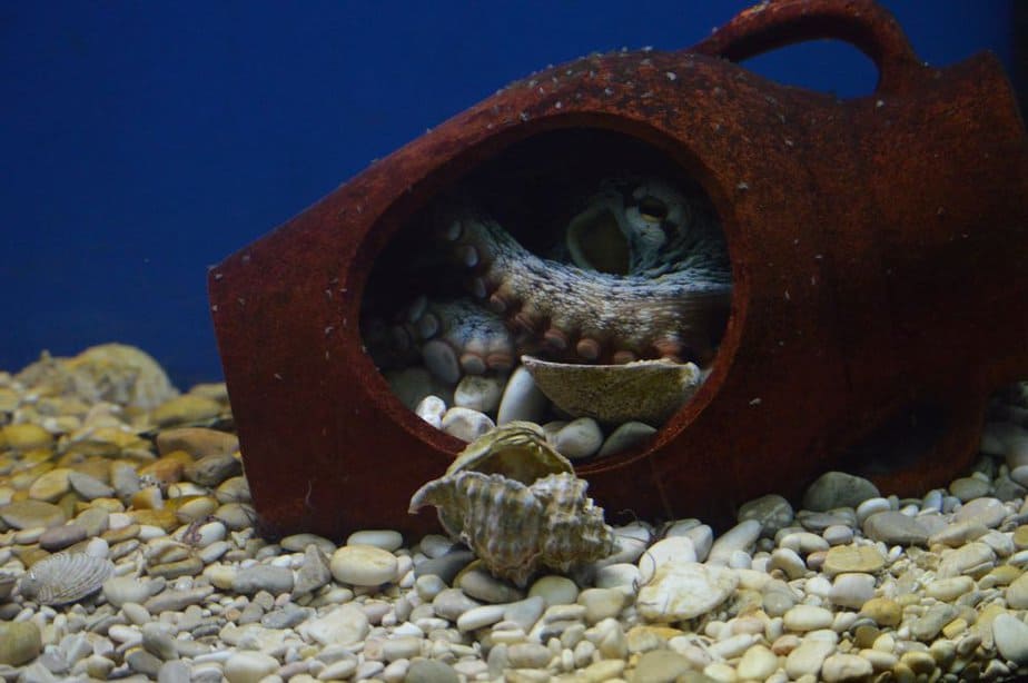 Aquarium Baska Krk Sehenswürdigkeiten: 13 tolle Sehenswürdigkeiten auf der Insel Krk